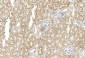 GREMLIN Antibody (C-term)